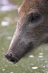 Wildschwein