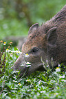 Wildschwein