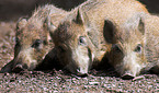 Wildschweine