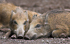 Wildschweine