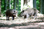 Wildschwein