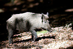 Wildschwein