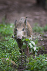 Wildschwein