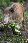 Wildschwein