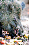 Wildschwein