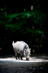 Wildschwein