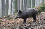 Wildschwein