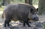 Wildschwein