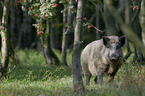 Wildschwein