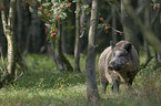 Wildschwein