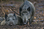 Wildschweine