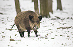 Wildschwein