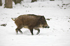 Wildschwein