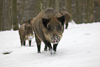 Wildschweine