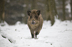 Wildschwein