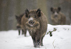 Wildschweine