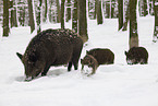 Wildschweine