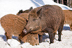 Wildschweine