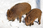 Wildschwein