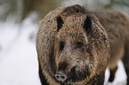 Wildschwein