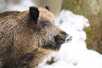 Wildschwein