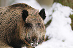 Wildschwein