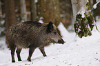 Wildschwein