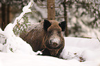 Wildschwein