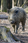 Wildschwein