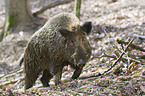 Wildschwein