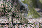 Wildschwein