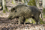 Wildschwein