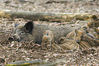 Wildschweine