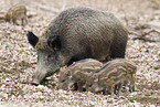 Wildschweine