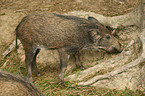 Wildschwein