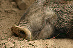 Wildschwein Nase