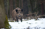 Wildschwein