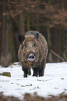 Wildschwein