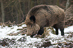 Wildschwein