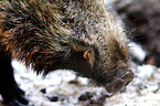 Wildschwein Maul