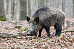 Wildschwein