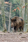 Wildschwein