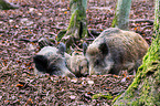 Wildschweine