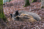 Wildschweine