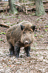 Wildschwein