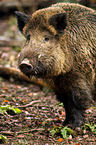 Wildschwein