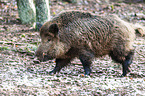 Wildschwein