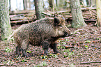 Wildschwein