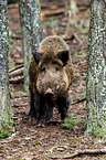 Wildschwein