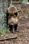 Wildschwein